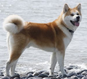 Chó Akita